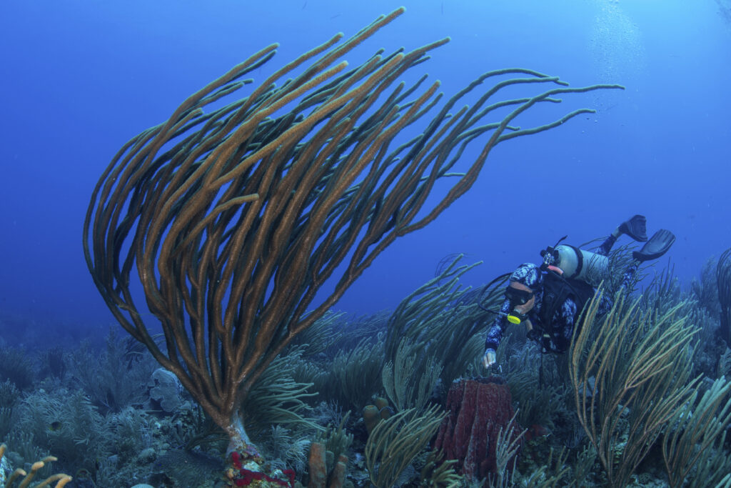 diver exploring reef life, alacranes, campeche, mexico