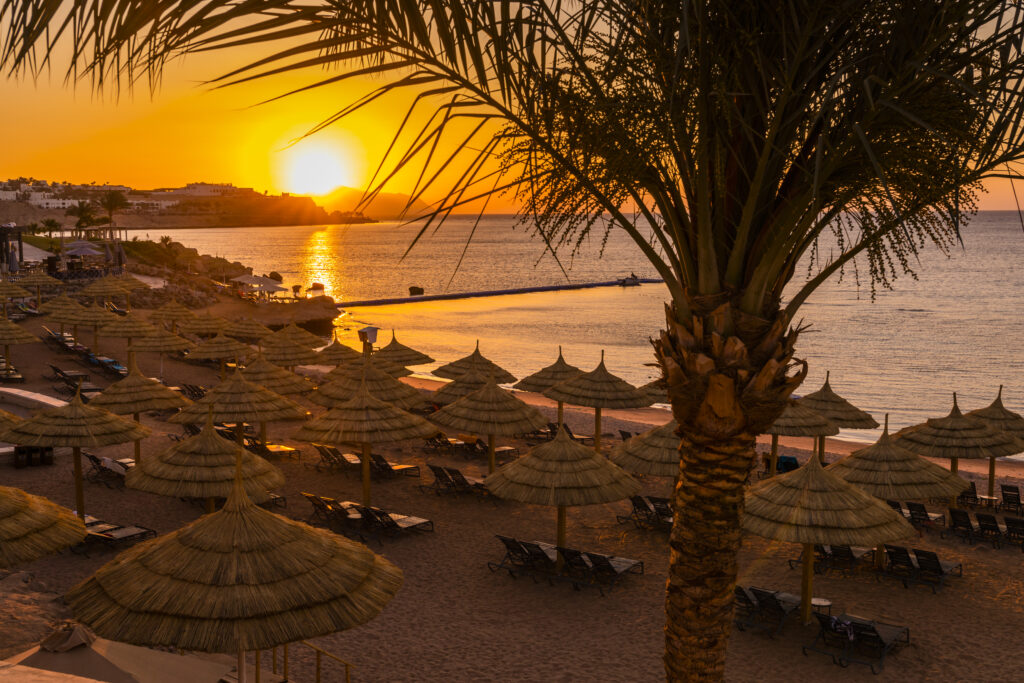 sunset at the beach with palm trees, parasols and sunbeds.