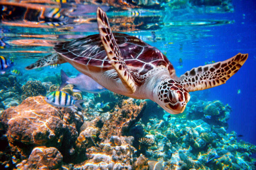 Home sea turtle swims under water on the background of coral reefs
